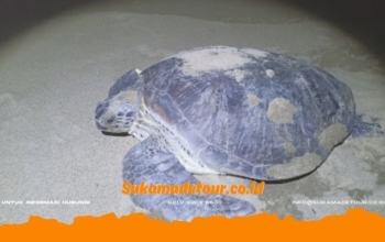 Cara ke pantai sukamade