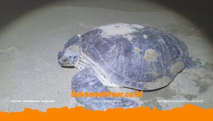 Cara ke pantai sukamade